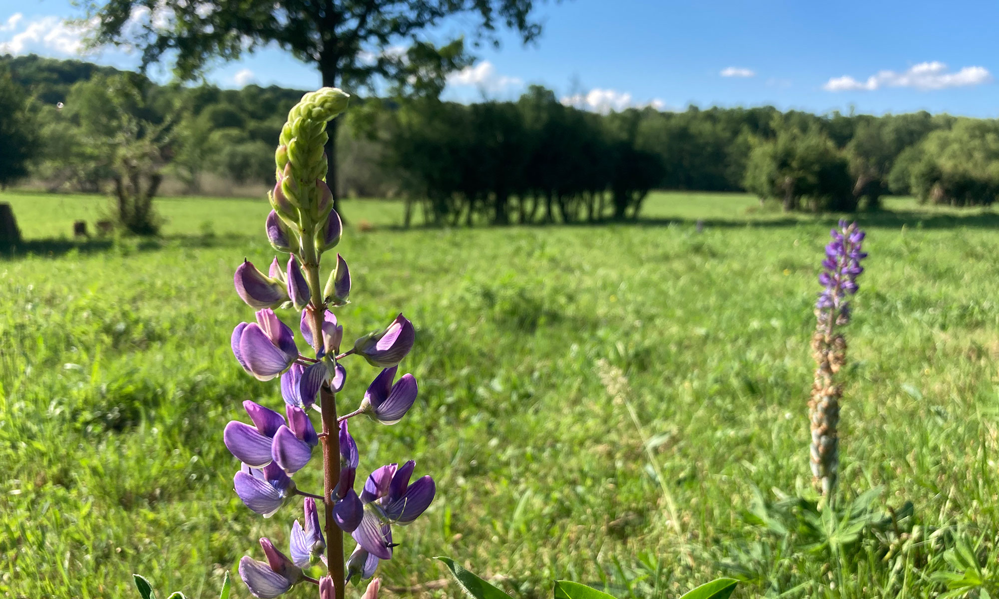 Landgasthof Kupferschmiede - Eine Blumenwiese